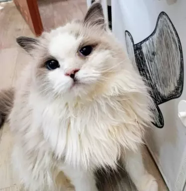 Puchowe kocięta rasy Ragdoll 10