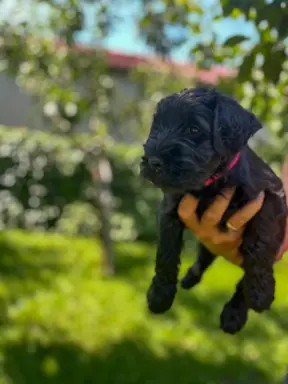 Sznaucer Średni czarny suczka i piesek ZKwP/FCI 1