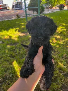 Sznaucer Średni czarny suczka i piesek ZKwP/FCI 2