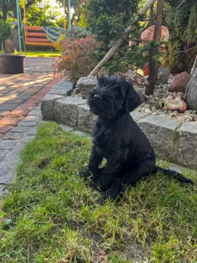 Sznaucer Średni czarny suczka i piesek ZKwP/FCI 3