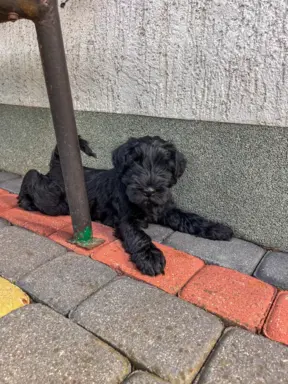 Sznaucer Średni czarny suczka i piesek ZKwP/FCI 4