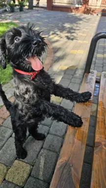 Sznaucer Średni czarny suczka i piesek ZKwP/FCI 5