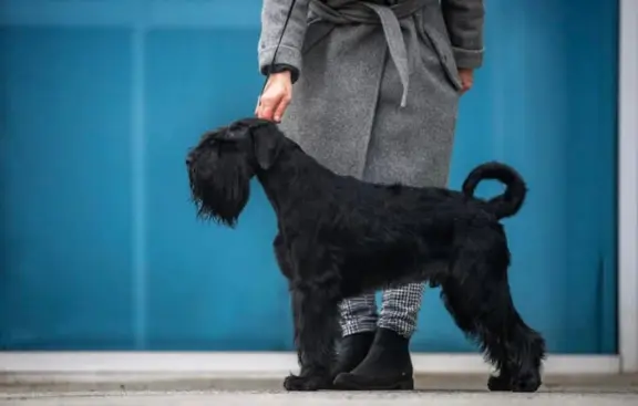 Sznaucer Średni czarny suczka i piesek ZKwP/FCI 6