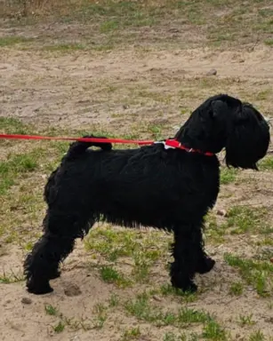 Sznaucer Średni czarny suczka i piesek ZKwP/FCI 7