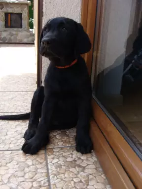 Labrador Gotowy do Odbioru ostatni wolny Piesek 1