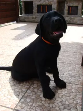 Labrador Gotowy do Odbioru ostatni wolny Piesek 2