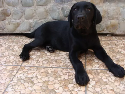 Labrador Gotowy do Odbioru ostatni wolny Piesek 3