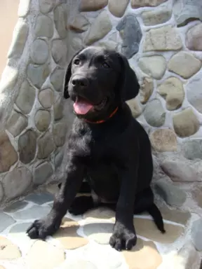 Labrador Gotowy do Odbioru ostatni wolny Piesek 4