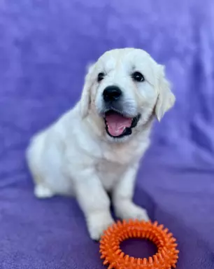 Szczeniaczki Golden Retriever 2