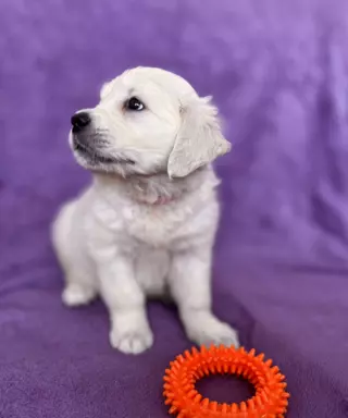 Szczeniaczki Golden Retriever 4