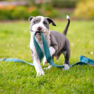 Samiec Amstaff ZKwP/FCI błękitny blue ALPP clear 1