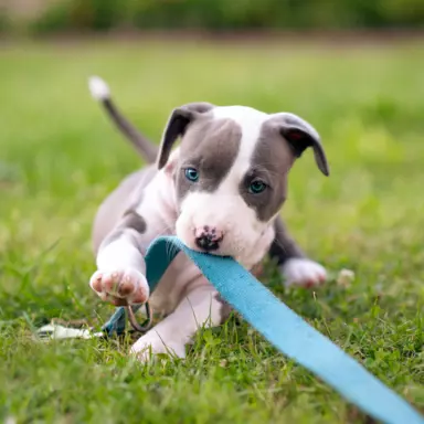 Samiec Amstaff ZKwP/FCI błękitny blue ALPP clear 2