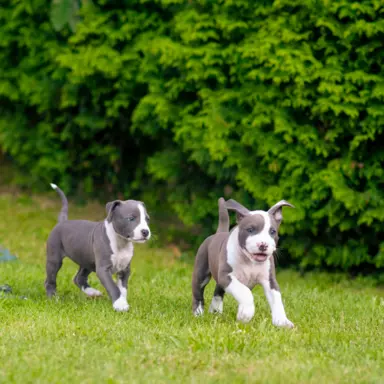 Samiec Amstaff ZKwP/FCI błękitny blue ALPP clear 5