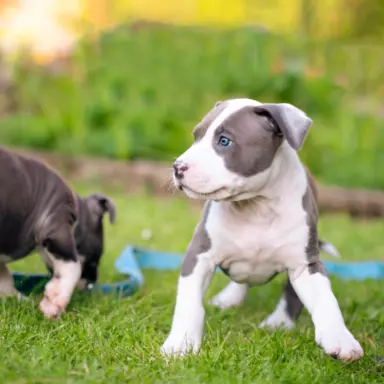 Samiec Amstaff ZKwP/FCI błękitny blue ALPP clear 3