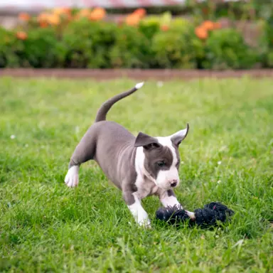 Samiec Amstaff ZKwP/FCI błękitny blue ALPP clear 4