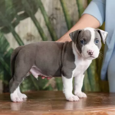 Samiec Amstaff ZKwP/FCI błękitny blue ALPP clear 7