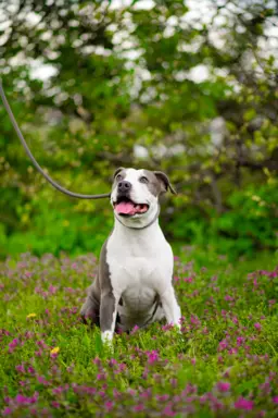 Samiec Amstaff ZKwP/FCI błękitny blue ALPP clear 9