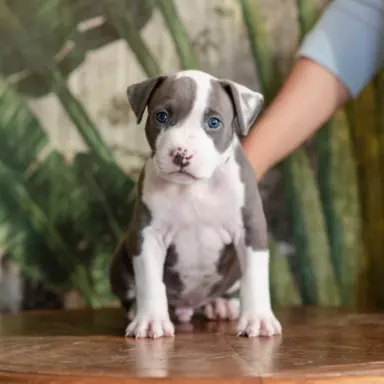 Samiec Amstaff ZKwP/FCI błękitny blue ALPP clear 6
