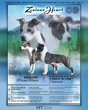 Samiec Amstaff ZKwP/FCI błękitny blue ALPP clear 8