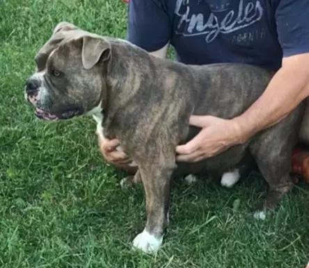 American Bully- ABKC 3
