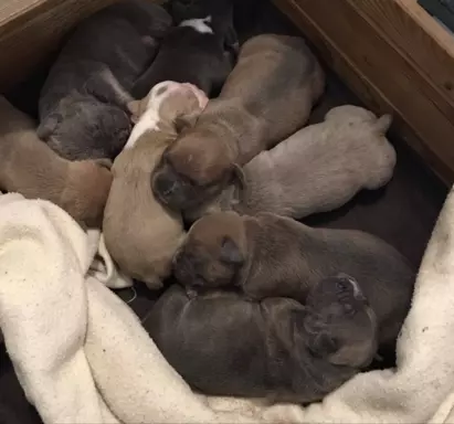 American Bully- ABKC 4