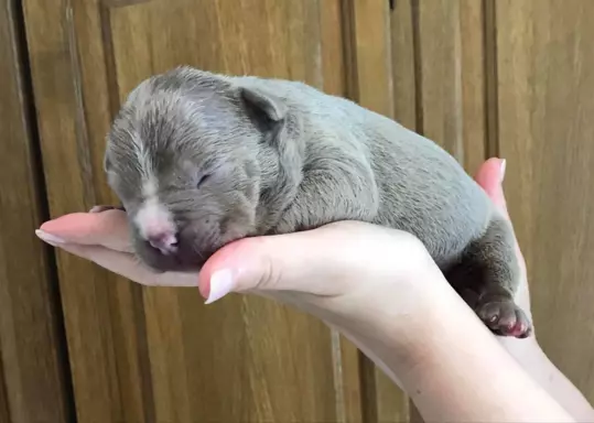 American Bully- ABKC 6