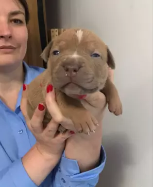 American Bully- ABKC 1