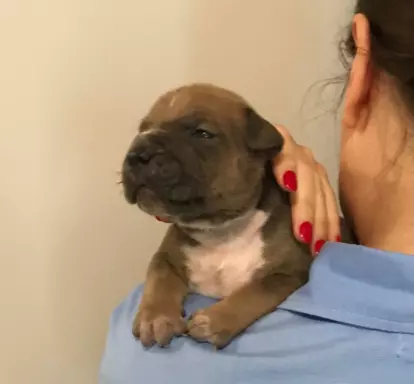 American Bully- ABKC 2
