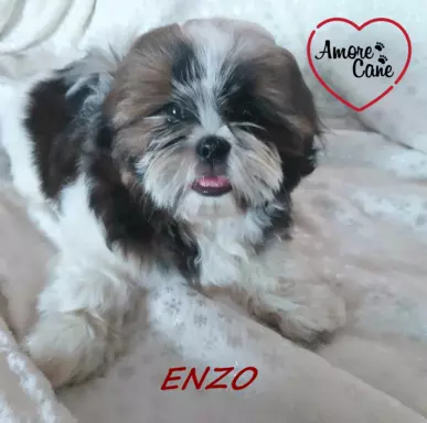 Przepiękny piesek shih-tzu ENZO-ZAREZERWOWANY. 2
