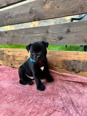 Staffordshire Bull Terrier Staffik FCI ZKwP 1