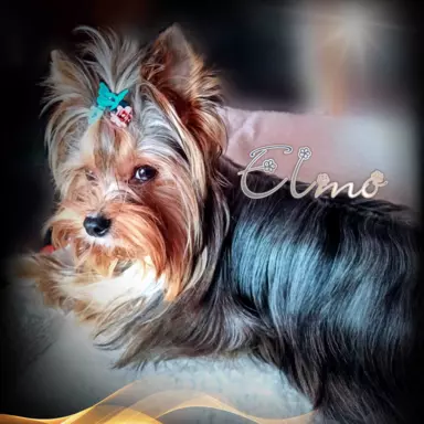 Pieski Yorkshire Terrier Black Tan, Golddust, Blueberry 7