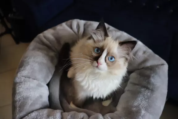 Puszyste cuda Ragdoll do rezewracji 1