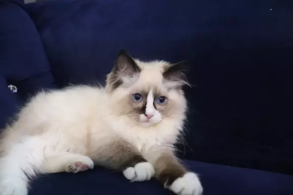 Puszyste cuda Ragdoll do rezewracji 2