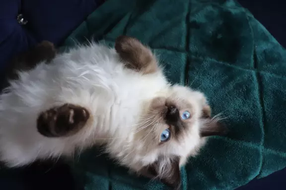 Puszyste cuda Ragdoll do rezewracji 3