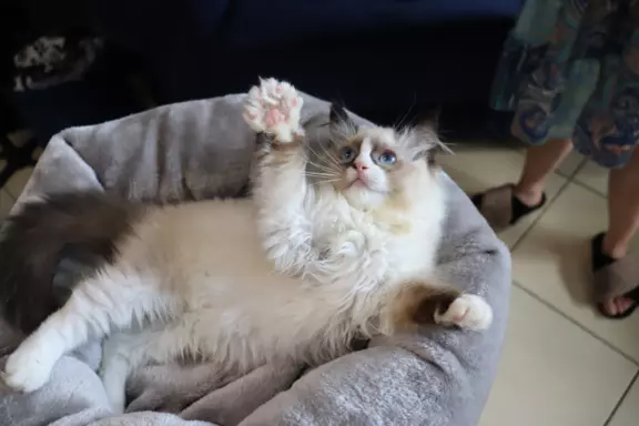 Puszyste cuda Ragdoll do rezewracji 4