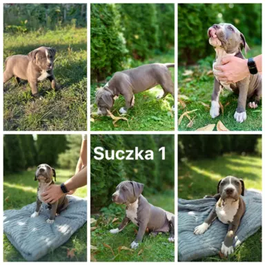 Blue Amstaff American Staffordshire Terrier - szczeniaki z r 2
