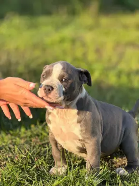 Blue Amstaff American Staffordshire Terrier - szczeniaki z r 8