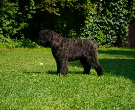 Szczenięta Bouvier des Flandres FCI (191) 4