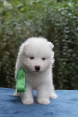 Samoyed szczenięta ZKWP FCI 4