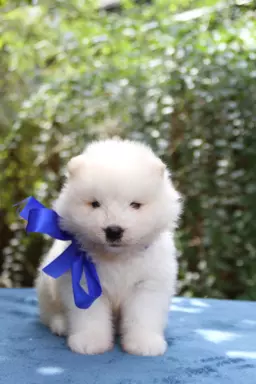 Samoyed szczenięta ZKWP FCI 2