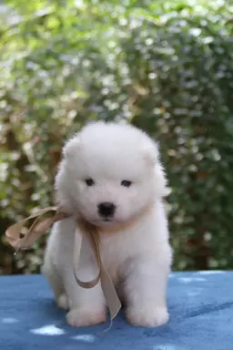 Samoyed szczenięta ZKWP FCI 3