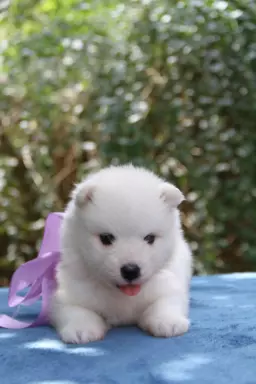 Samoyed szczenięta ZKWP FCI 6