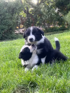 Szczenięta Border Collie 2