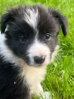 Szczenięta Border Collie 3