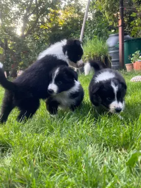 Szczenięta Border Collie 1