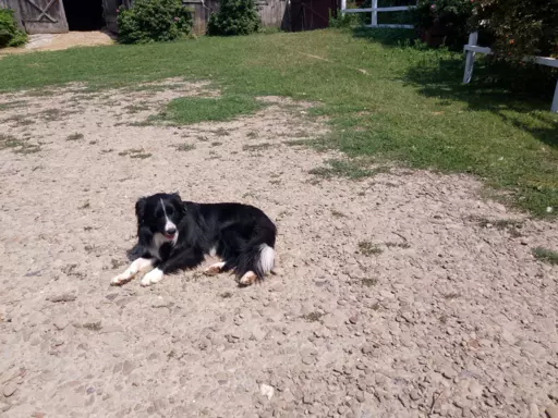 Szczenięta Border Collie 4