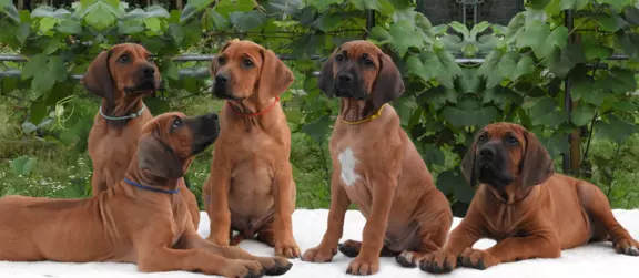 Rhodesian Ridgeback piękne szczenięta wystawowe FCI. 1