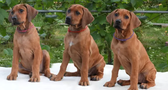 Rhodesian Ridgeback piękne szczenięta wystawowe FCI. 2