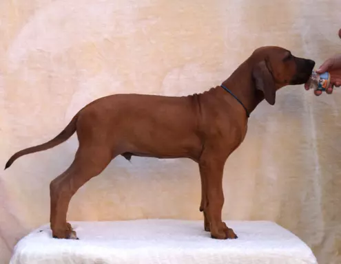 Rhodesian Ridgeback piękne szczenięta wystawowe FCI. 3