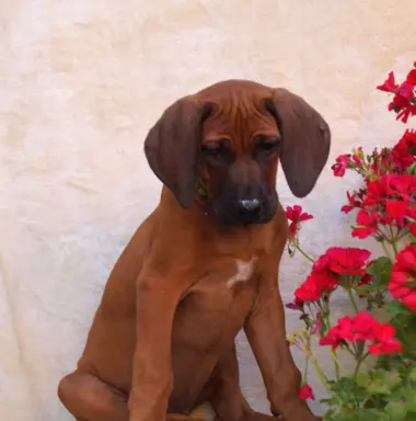 Rhodesian Ridgeback piękne szczenięta wystawowe FCI. 4